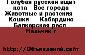 Голубая русская ищит кота - Все города Животные и растения » Кошки   . Кабардино-Балкарская респ.,Нальчик г.